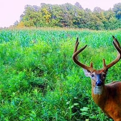 tailed deer