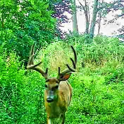 tailed deer
