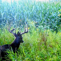 White-tailed deer 