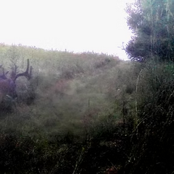 jungle deer