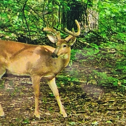tailed deer