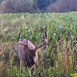tailed deer in forest