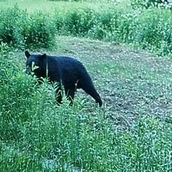 bear