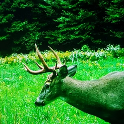 deer tailed