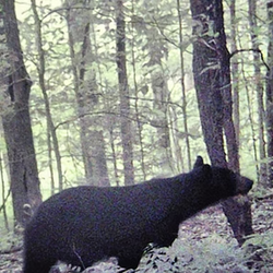 bear