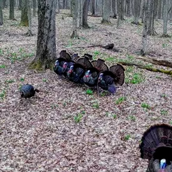 turkey chicken