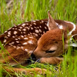 baby white tailed deer