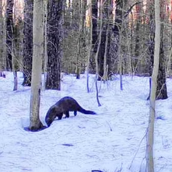 Mongoose