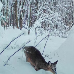 baby tailed deer