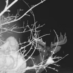 a tailed deer