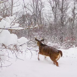 tailed deer