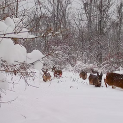 deers in snow