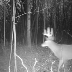 tailed deer