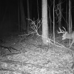 night walking tailed deer
