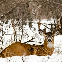 tailed deer 4