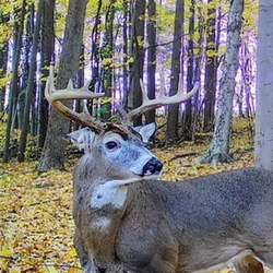big tailed deer