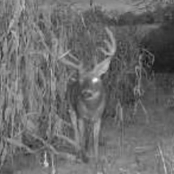 tailed deer
