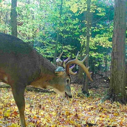 big tailed deer