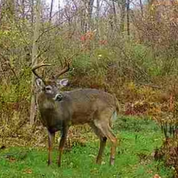 big tailed deer