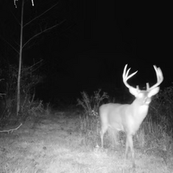 night walking tailed deer