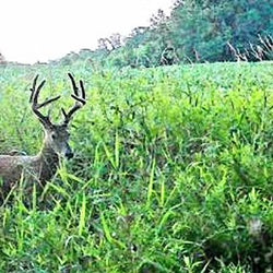 jungle white tailed deer