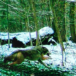 wild fox
