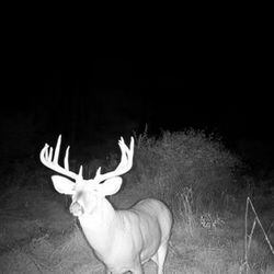 night walking deer