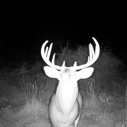Big antlered deer at night