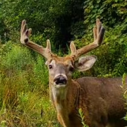 tailed deer
