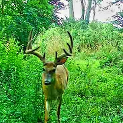 tailed deer 6
