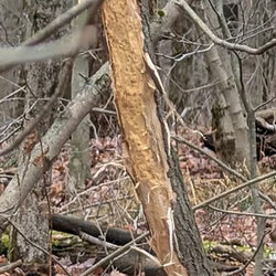 deer spot