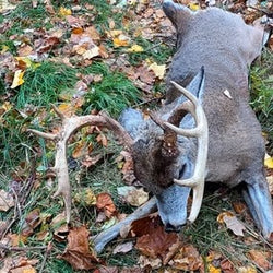 shot deer