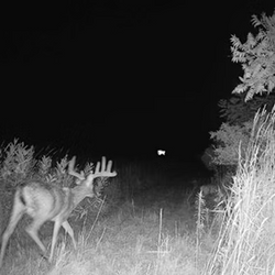 Big antlered walking deer at night