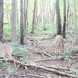 tailed deer