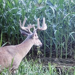 tailed deer