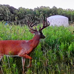 tailed deer