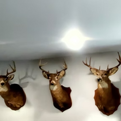tailed deer head