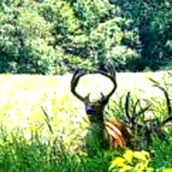 Big antlered deer