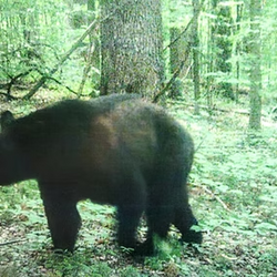 Ferocious bear