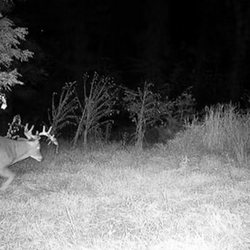 night deer