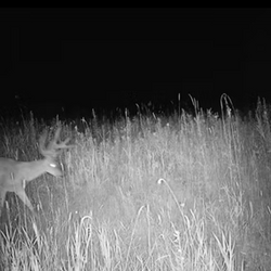 night deer