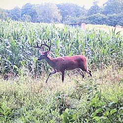 tailed deer