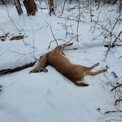 shot deer