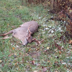 deer