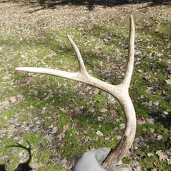 Deer's roar