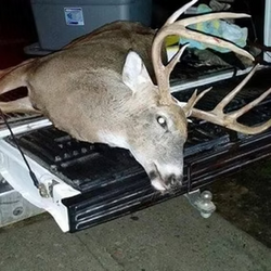 hunted white tailed deer