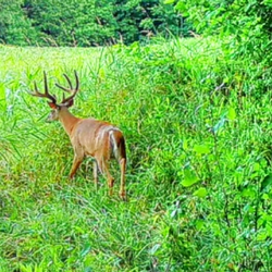 tailed deer