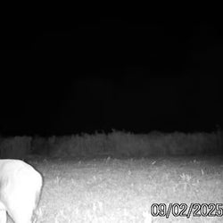 White-tailed deer