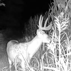 White-tailed deer