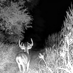 night deer